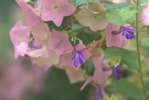 美麗笠桐養(yǎng)護(hù)方法|西安嘉禾苗圃