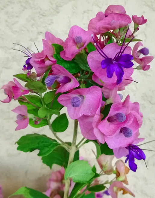 美麗笠桐扦插|西安嘉禾苗圃