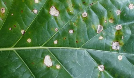 /UploadFiles/image/2024-08-02/66ac7d40d240f.png QQ截圖20240802142820.png