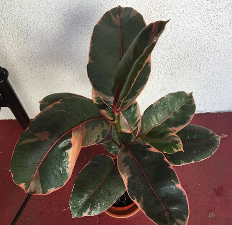 /UploadFiles/image/2024-08-02/66ac7d4d9593d.png QQ截圖20240802142811.png