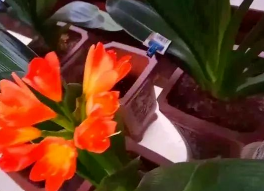 /UploadFiles/image/2024-08-13/66bab1b3666c6.png QQ截圖20240813085922.png