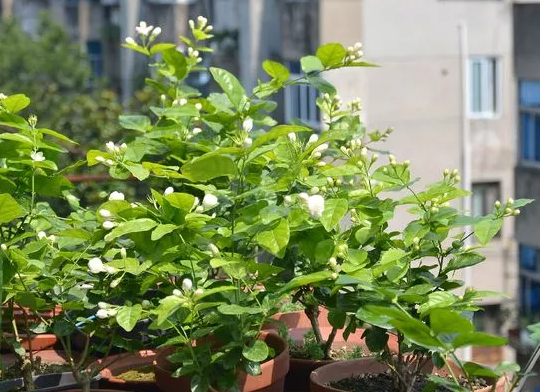 茉莉不開花|西安嘉禾苗圃 茉莉不開花|西安嘉禾苗圃