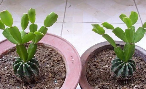 /UploadFiles/image/2024-08-19/66c2ebb43bfe4.png QQ截圖20240819145059.png