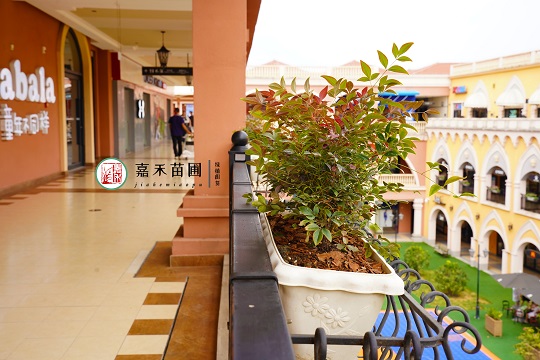 西安戶外掛籃|西安嘉禾苗圃