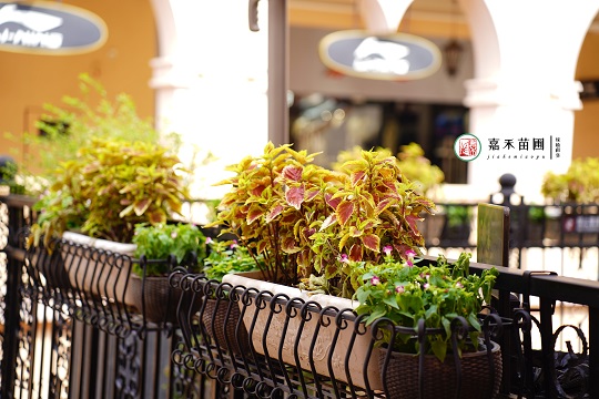西安戶外花箱綠植租賃|西安嘉禾苗圃