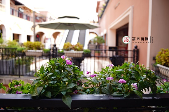 西安戶外綠植租賃|西安嘉禾苗圃