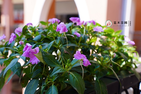 西安首創(chuàng)奧萊花卉租賃案例|西安嘉禾苗圃