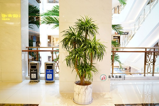 室內(nèi)綠植租賃|西安嘉禾苗圃