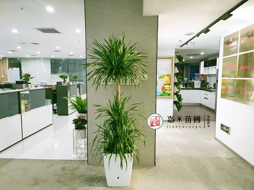 西安辦公區(qū)綠植租賃|西安嘉禾苗圃 西安辦公區(qū)綠植租賃|西安嘉禾苗圃