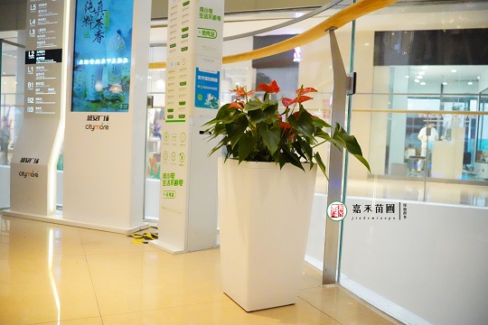 西安廣場綠植租賃|西安嘉禾苗圃 西安廣場綠植租賃|西安嘉禾苗圃