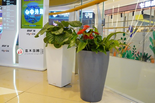 西安盛安廣場綠植租賃|西安嘉禾苗圃 西安盛安廣場綠植租賃|西安嘉禾苗圃