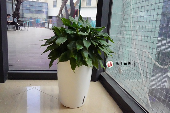 西安綠植租賃案例|西安嘉禾苗圃 西安綠植租賃案例|西安嘉禾苗圃