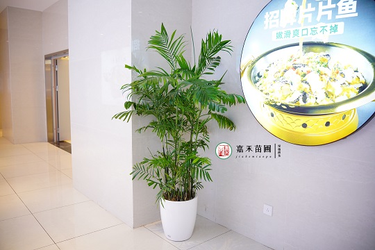 西安綠植租賃圖片|西安嘉禾苗圃 西安綠植租賃圖片|西安嘉禾苗圃