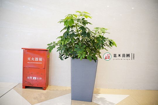 西安商場綠植租賃|西安嘉禾苗圃 西安商場綠植租賃|西安嘉禾苗圃