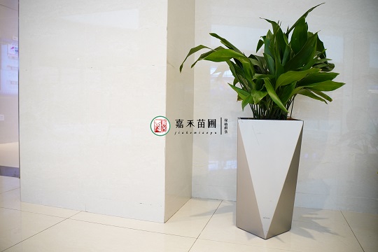 西安高端綠植租賃|西安嘉禾苗圃 西安高端綠植租賃|西安嘉禾苗圃