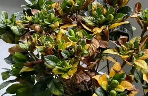 梔子花枯萎|西安嘉禾苗圃 梔子花枯萎|西安嘉禾苗圃