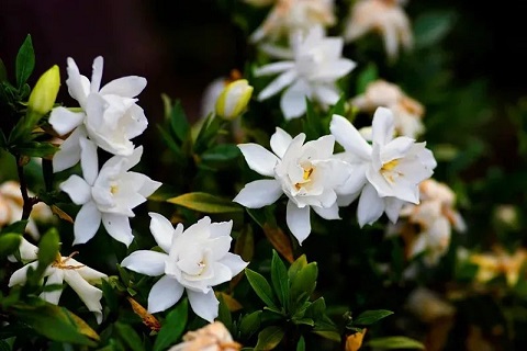 梔子花養(yǎng)護|西安嘉禾苗圃 梔子花養(yǎng)護|西安嘉禾苗圃