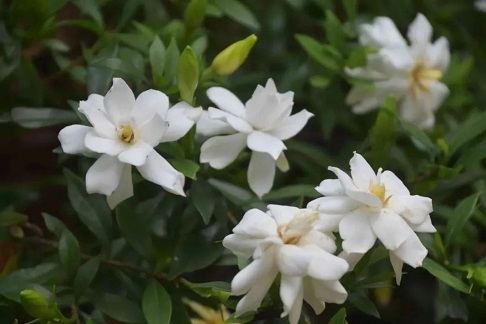 梔子花掉葉子|西安嘉禾苗圃 梔子花掉葉子|西安嘉禾苗圃