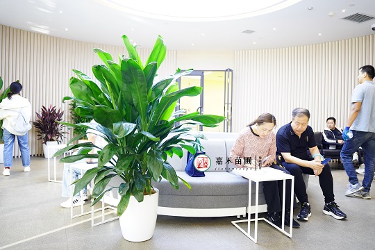 西安花卉租賃：西安嘉禾苗圃