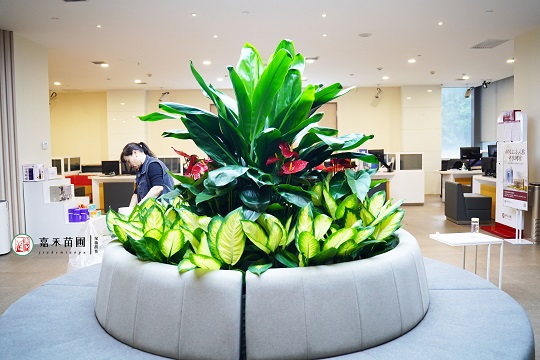 西安銀行花卉租擺：西安嘉禾苗圃