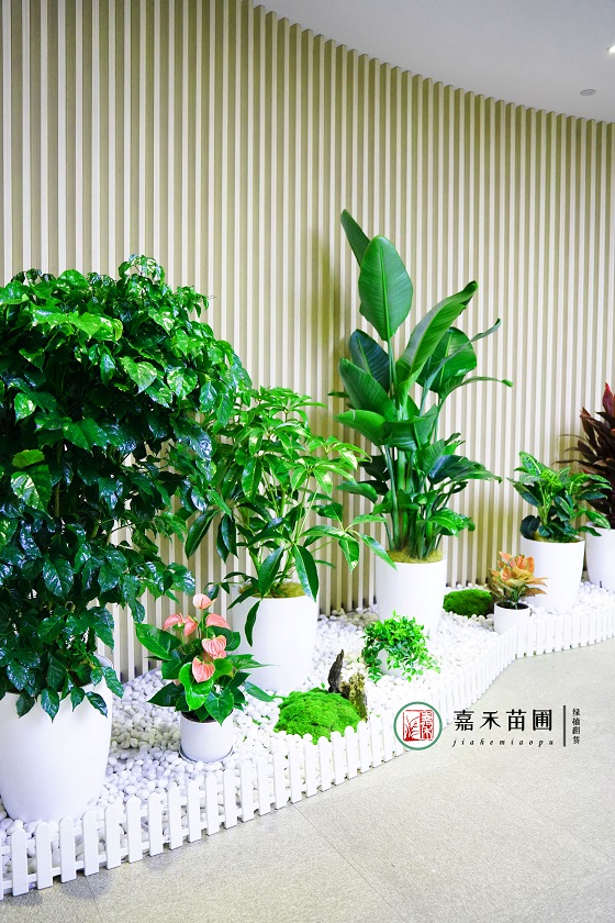 西安銀行綠植租賃：西安嘉禾苗圃