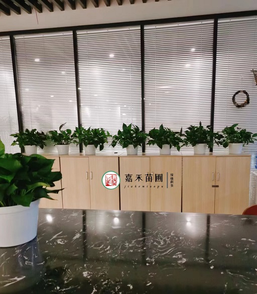 西安辦公室綠植租賃|西安嘉禾苗圃 西安辦公室綠植租賃|西安嘉禾苗圃