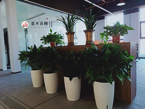 西安辦公室花卉租賃|西安嘉禾苗圃 西安辦公室花卉租賃|西安嘉禾苗圃