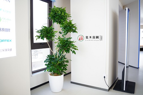 西安辦公室綠植租賃|西安嘉禾苗圃 西安辦公室綠植租賃|西安嘉禾苗圃