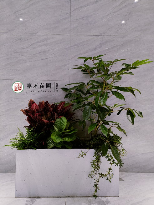 西安綠植租擺電話|15202909185西安嘉禾苗圃 西安綠植租擺電話|15202909185西安嘉禾苗圃