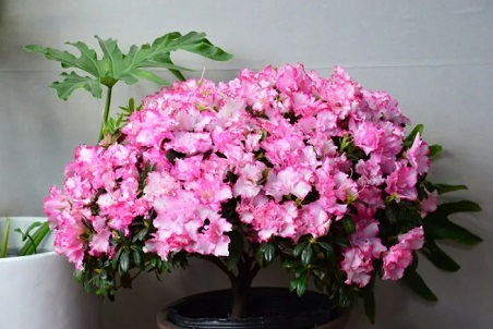 /UploadFiles/image/2025-01-15/67875524e9d21.png 微信截圖_20250115142334.png