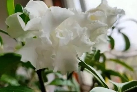 /UploadFiles/image/2025-01-15/6787552da9a2a.png 微信截圖_20250115142342.png