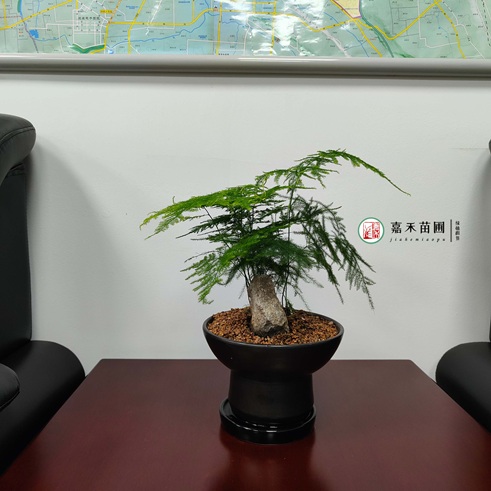 西安辦公室綠植租擺公司|西安嘉禾苗圃 西安辦公室綠植租擺公司|西安嘉禾苗圃