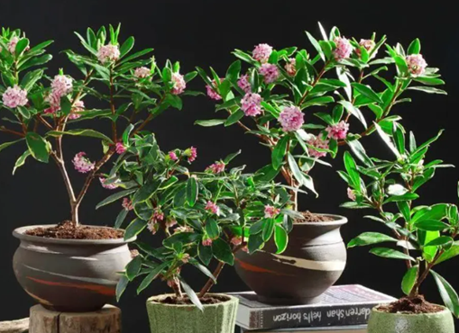 /UploadFiles/image/2025-02-20/67b694ff58541.png QQ20250220-103216.png