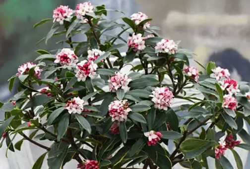 /UploadFiles/image/2025-02-20/67b6950bc7843.png QQ20250220-103235.png