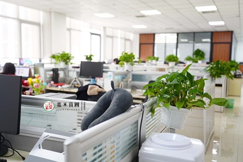 西安雁塔區(qū)辦公室綠植租賃|西安嘉禾苗圃 西安雁塔區(qū)辦公室綠植租賃|西安嘉禾苗圃