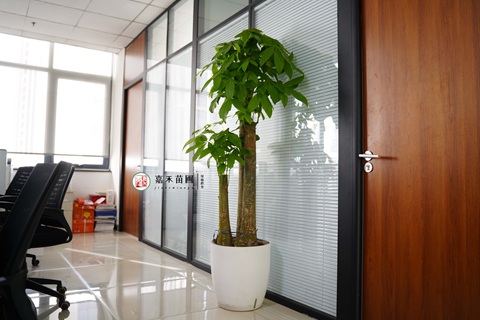 西安辦公區(qū)綠植租賃|西安嘉禾苗圃 西安辦公區(qū)綠植租賃|西安嘉禾苗圃