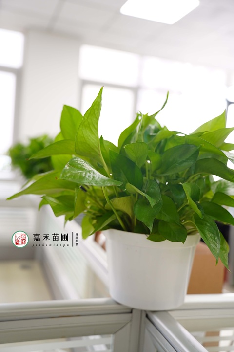 西安雁塔區(qū)綠植租賃公司|西安嘉禾苗圃 西安雁塔區(qū)綠植租賃公司|西安嘉禾苗圃