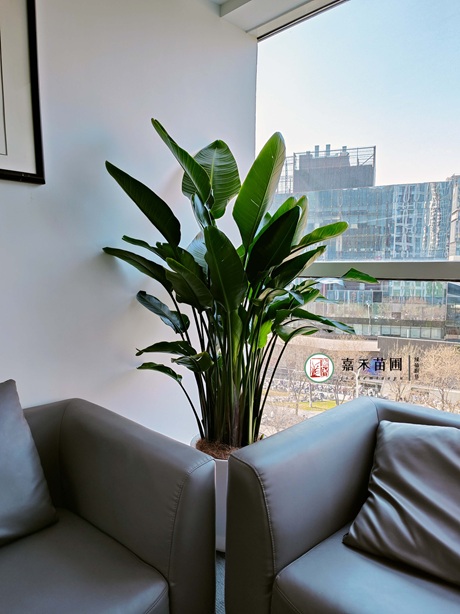 西安嘉禾苗圃綠植租賃公司|15202909185