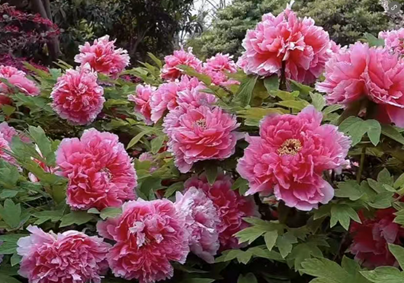 /UploadFiles/image/2025-05-08/681c01736aec8.png QQ20250508-085620.png