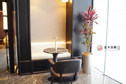 西安售樓部綠植租賃|西安嘉禾苗圃