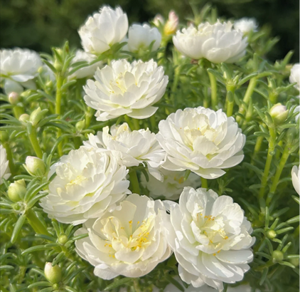 /UploadFiles/image/2025-06-23/6858f68ba33e2.png 640 (1).png