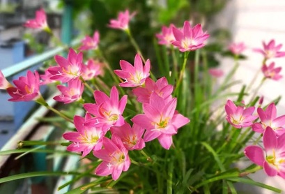 風(fēng)雨蘭種球養(yǎng)護(hù)|西安嘉禾苗圃綠植租賃 風(fēng)雨蘭種球養(yǎng)護(hù)|西安嘉禾苗圃綠植租賃