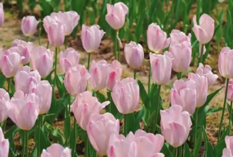 /UploadFiles/image/2025-07-17/68784e8a35191.png QQ20250717-090903.png