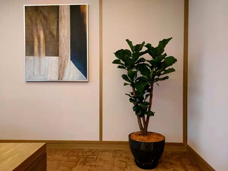 琴葉榕黃葉怎么辦|西安嘉禾苗圃綠植租賃