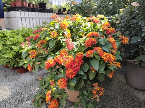 西安嘉禾苗圃花卉租擺 西安嘉禾苗圃花卉租擺