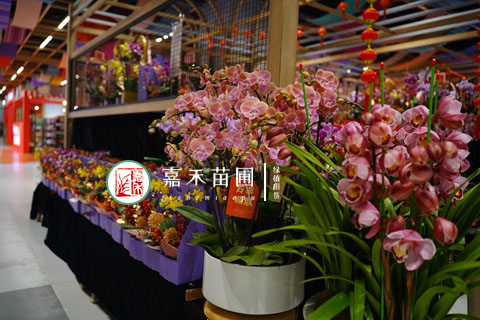 大花蕙蘭從入手到來年復(fù)花詳細攻略|西安嘉禾苗圃 大花蕙蘭從入手到來年復(fù)花詳細攻略|西安嘉禾苗圃